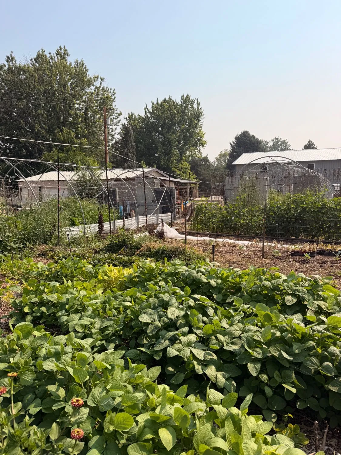Bean rows and zinnias in front of the garden hoop houses on a hazy summer day